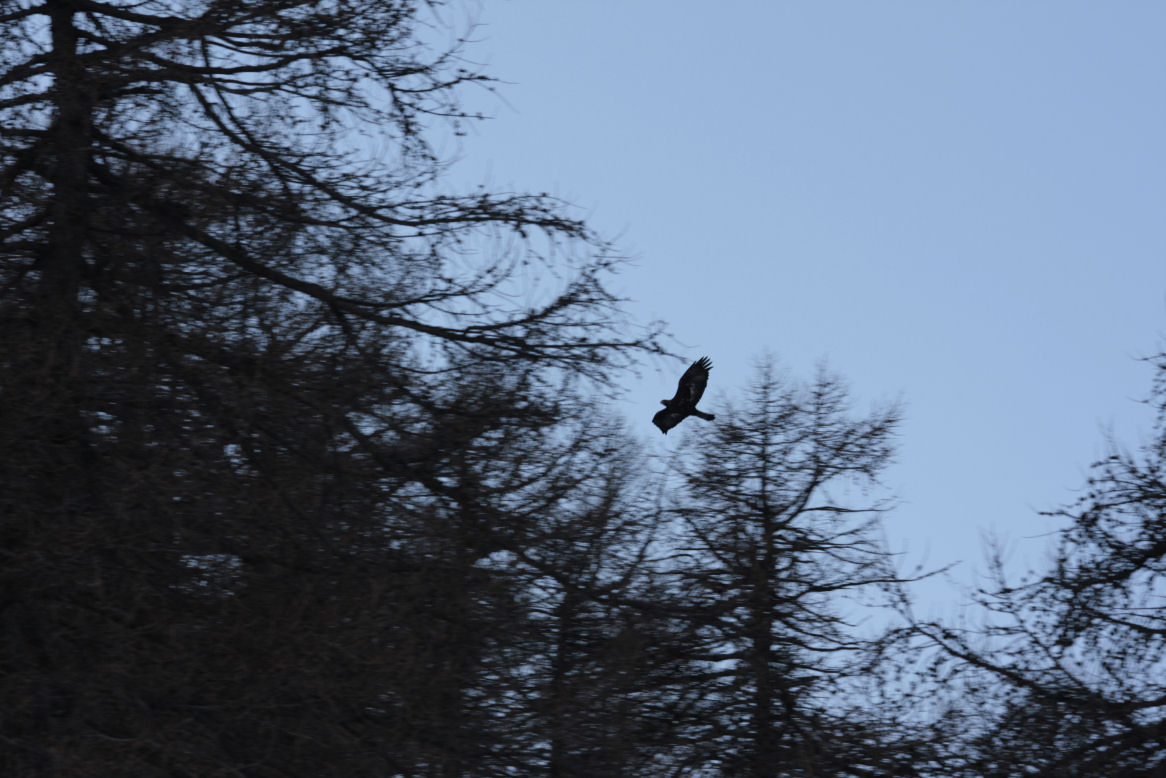 aquila reale e gallo forcello